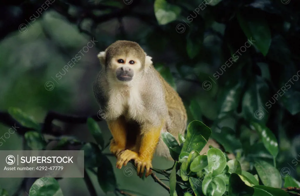 Usa, Florida, Tampa, natural park, squirrel monkey
