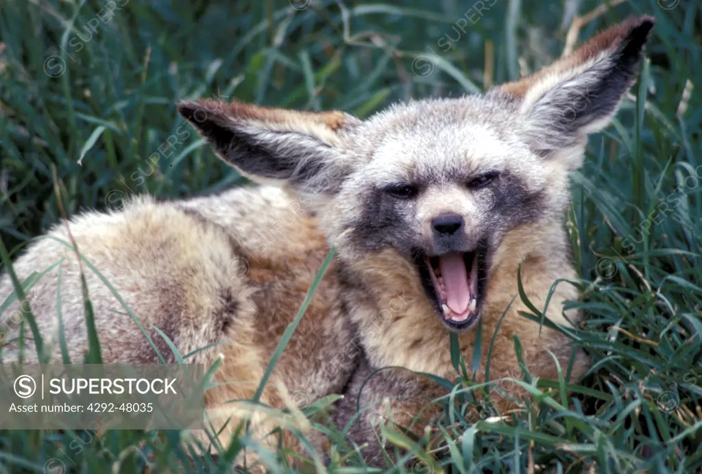 Africa, Bat eared fox