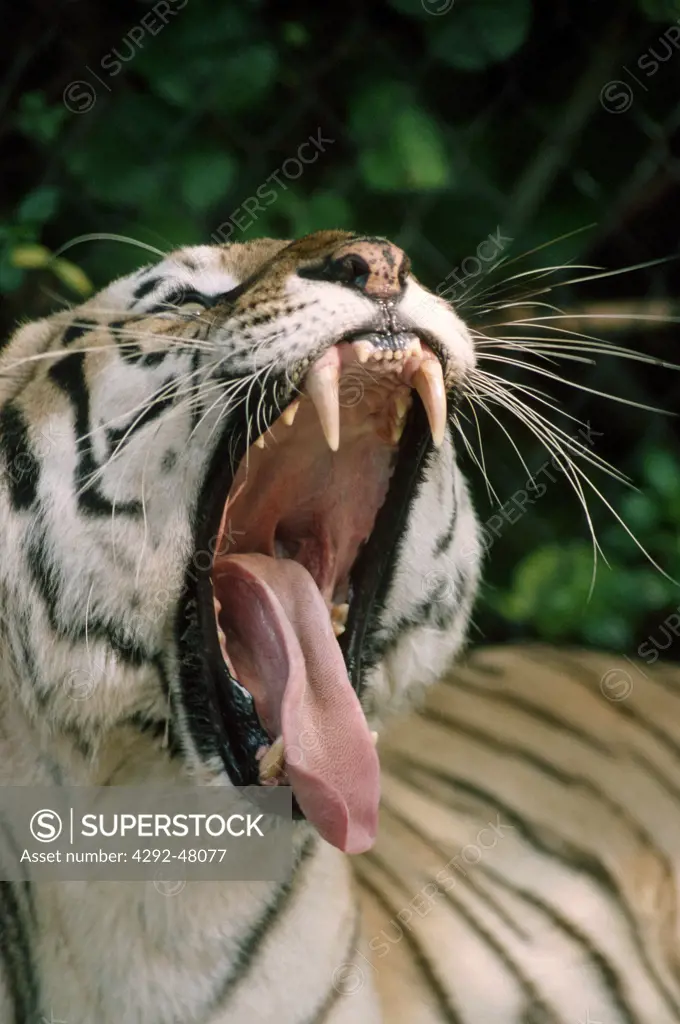 Siberian tiger (Panthera tigris altaica) yawning