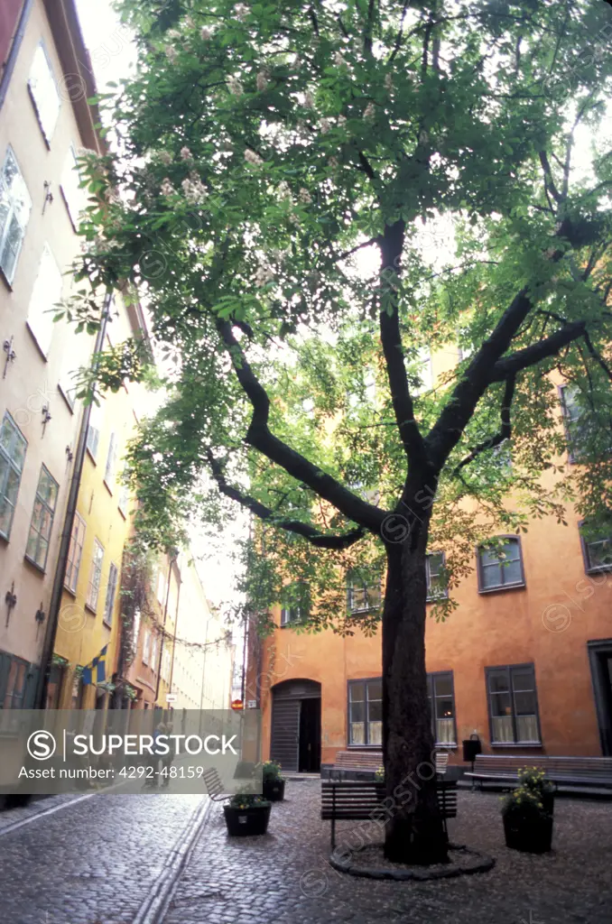 Sweden, Stockholm, horse chestnut tree