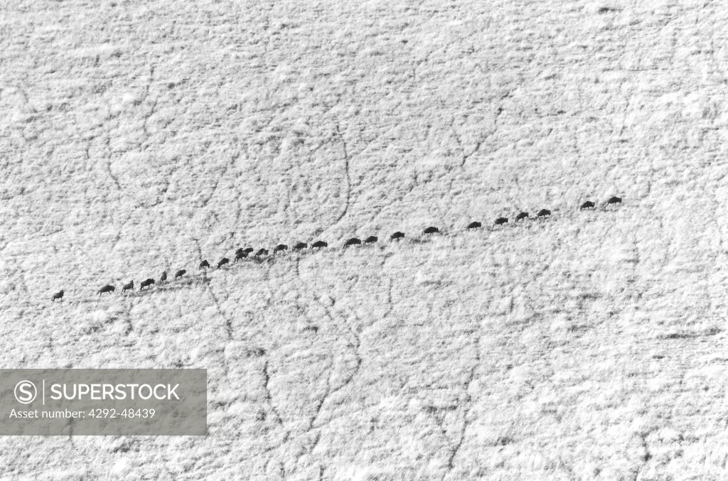 Africa, Aerial view of a gnu herd