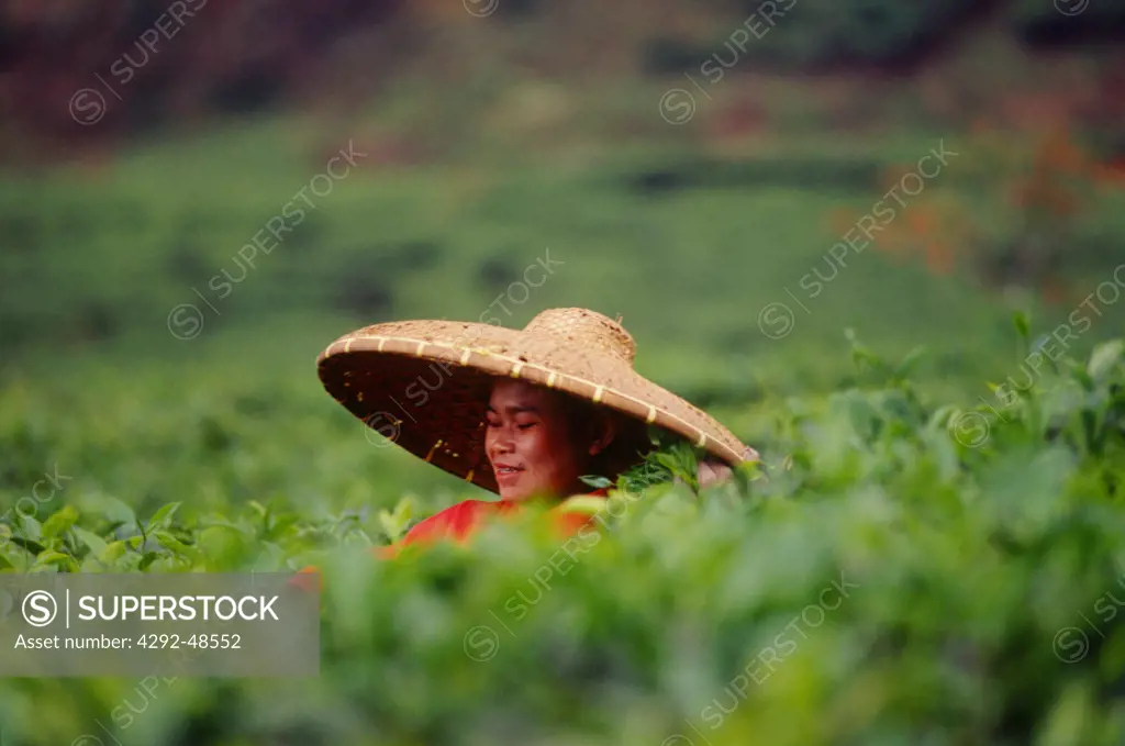 Indonesia, Woman working in a tea plantation