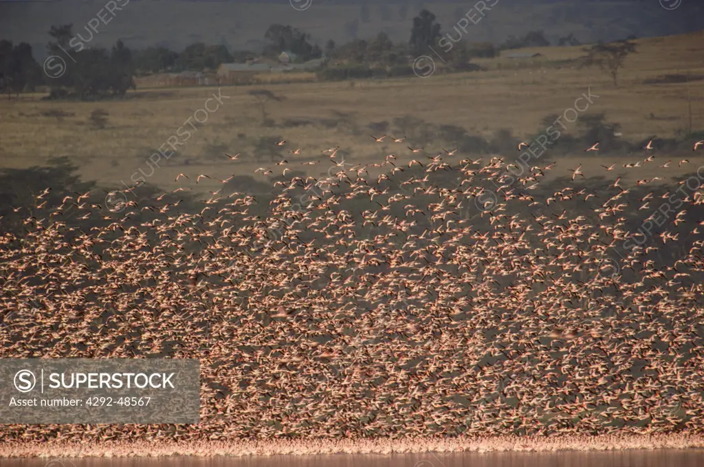 Africa, Kenya, Lake Nakuru, Flamingos(Phoenicopterus ruber)