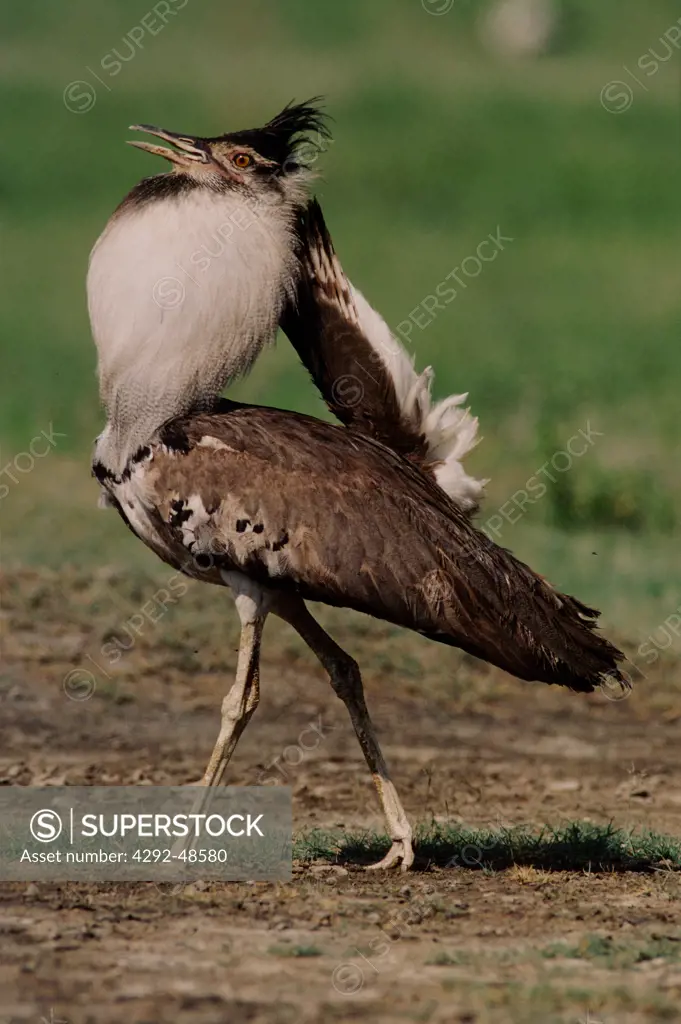Africa, kori bustard bird (Ardeotis kori)