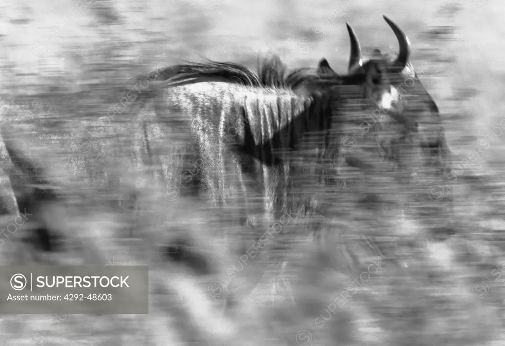 Africa, Gnu running in savanna