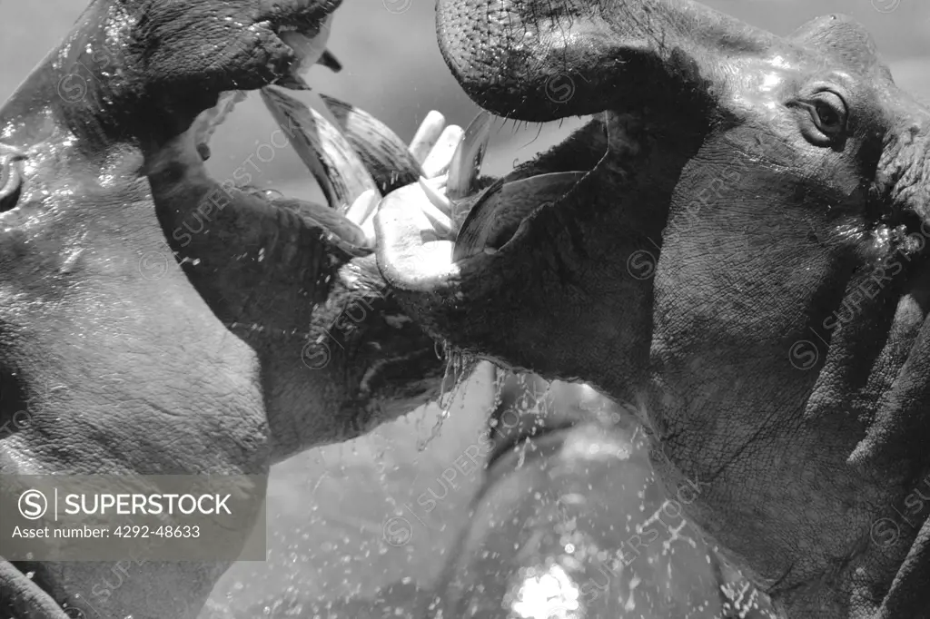 Africa, Hippopotamus fighting(Hippopotamus amphibious)