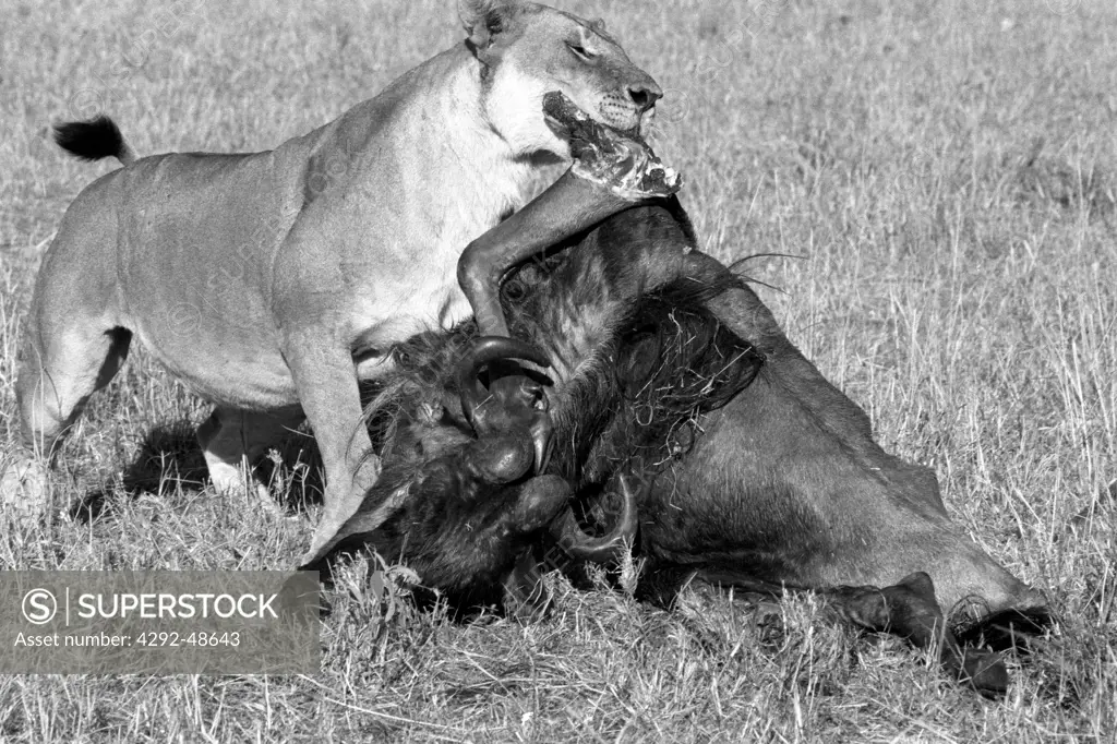 Lioness tearing to pieces a gnu