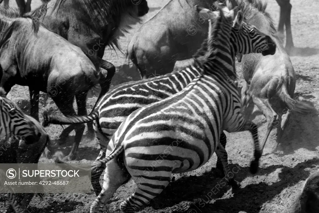 Running zebras, Africa