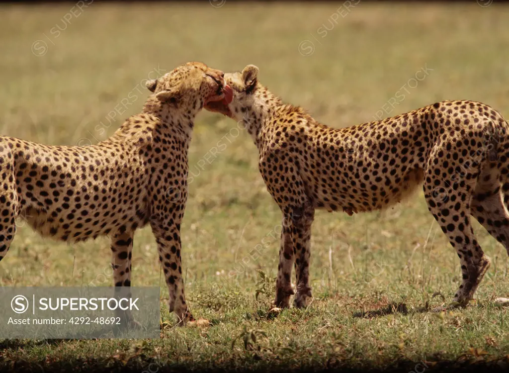Africa, Tanzania, Serengeti, couple of Cheetah