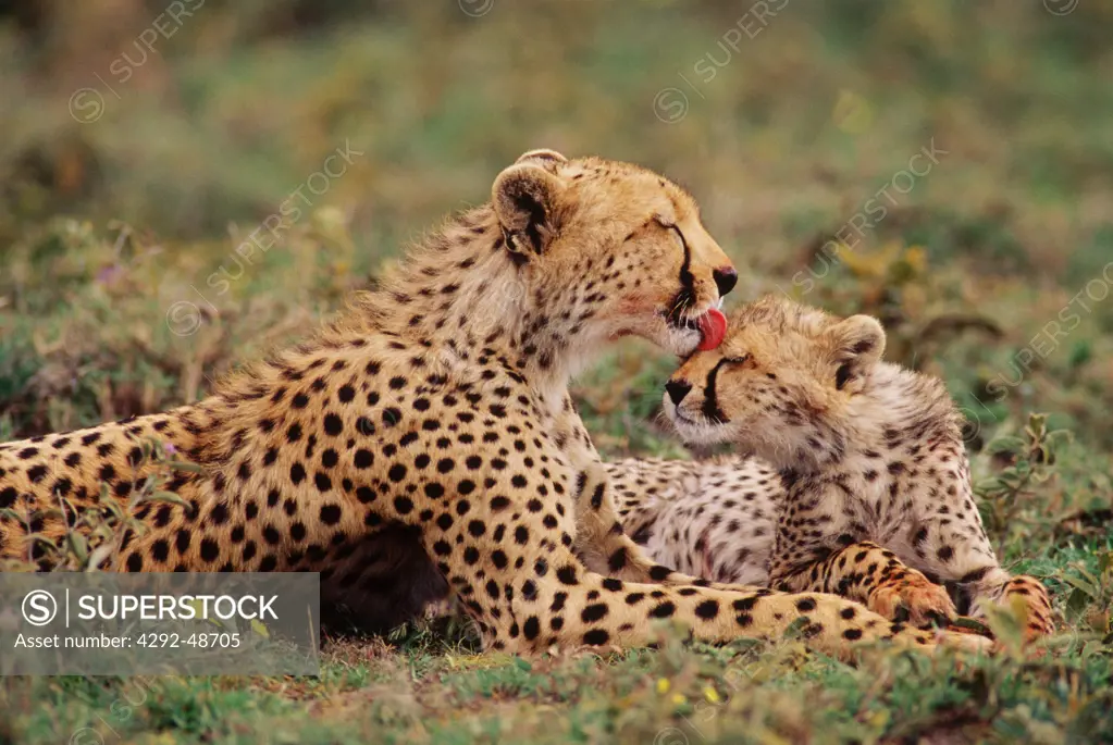 Africa, Tanzania, Serengeti, cheetah licking cheetah cub