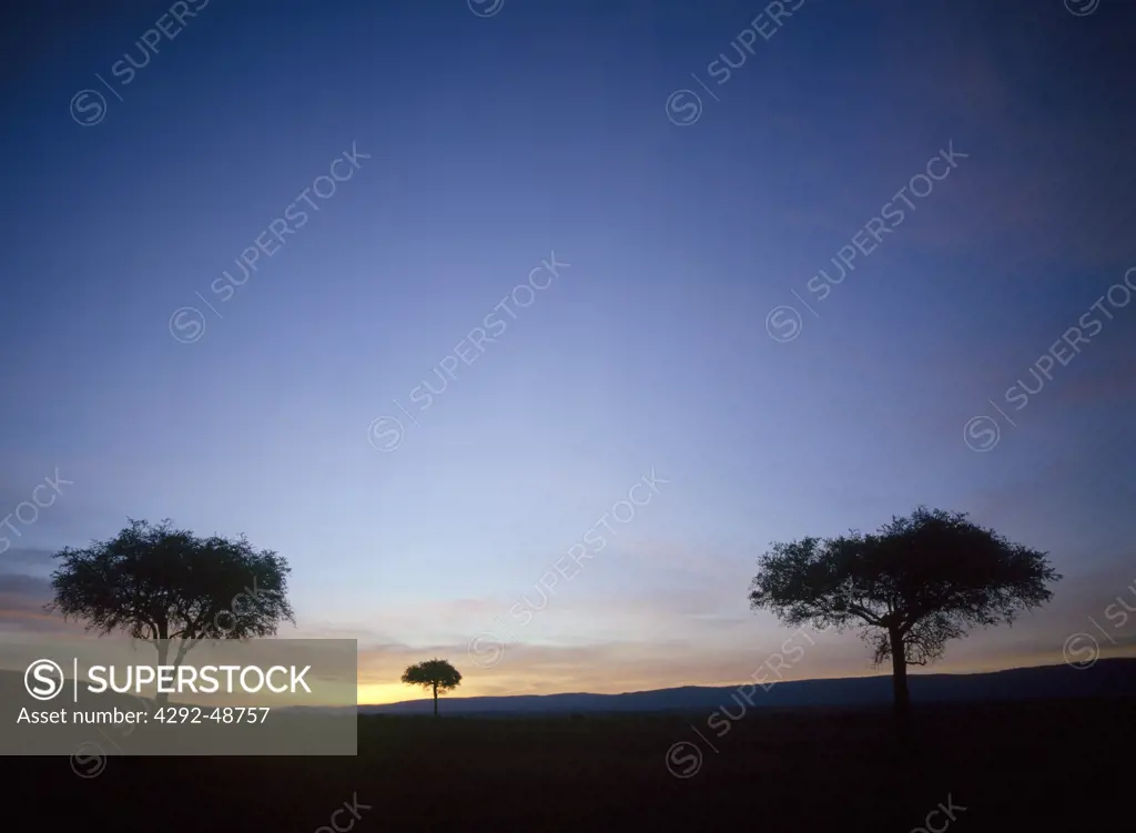 Africa, Tanzania, Serengeti, acacia tree at sunrise