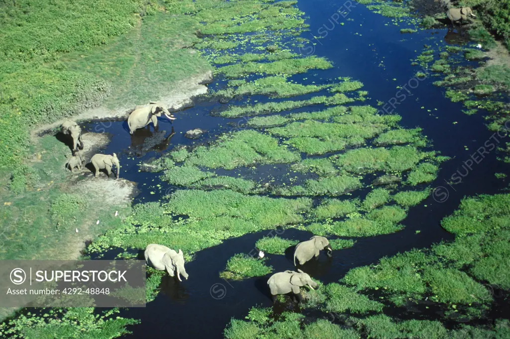 Africa, Kenya, Amboseli National Park, herd of elephants(Loxodonta africana) aerial view
