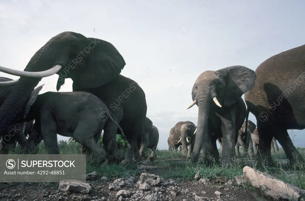 Afirica, Kenya, Amboseli elephants(Loxodonta africana)