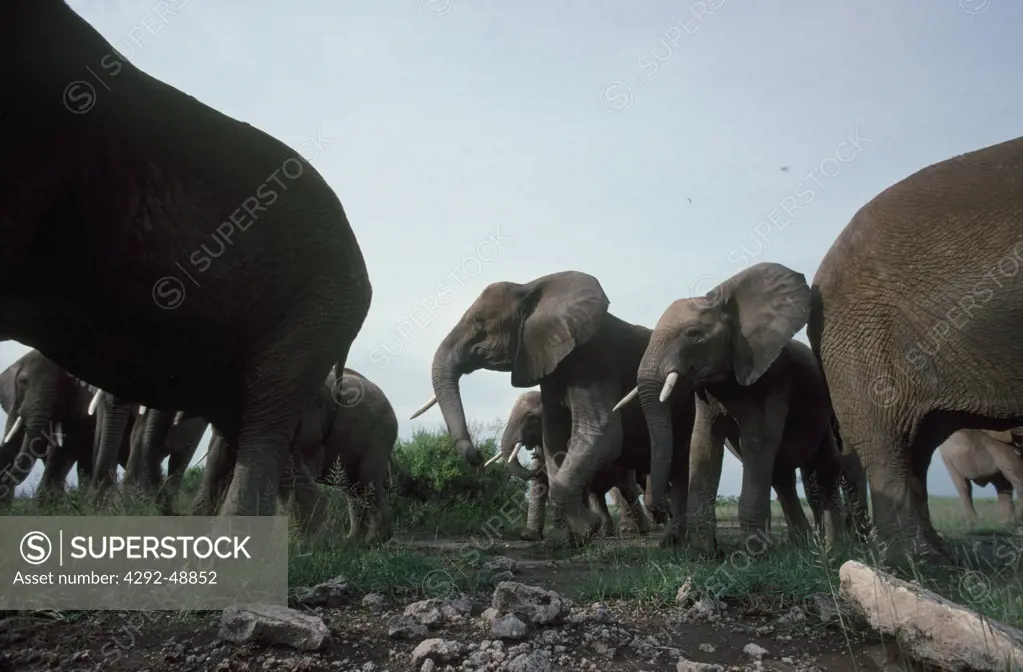 Afirica, Kenya, Amboseli elephants(Loxodonta africana)