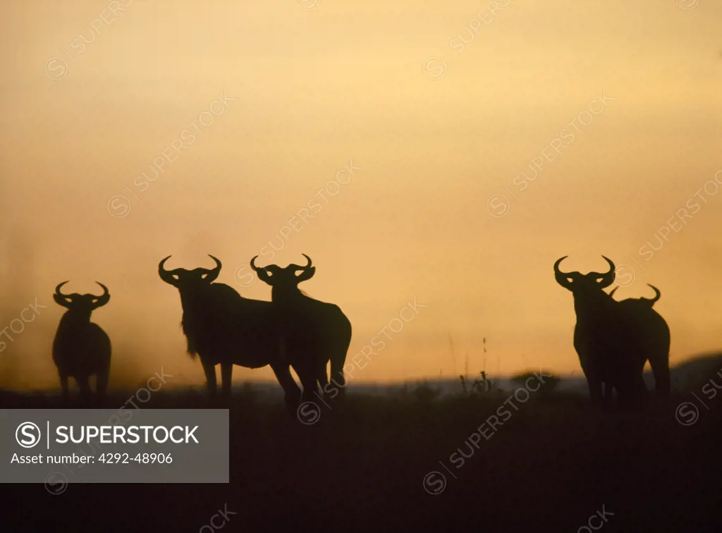 Wildebeest migration at dawn on the Serengeti Plains. Tanzania, Africa