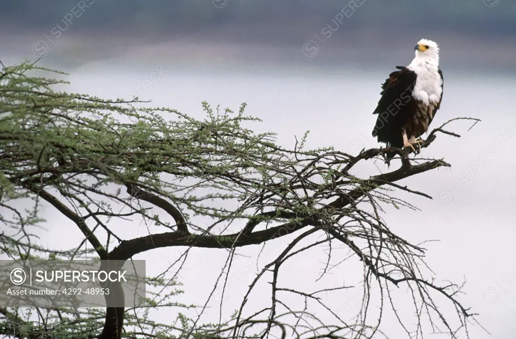 Africa, Fish eagle,(Haliaeetus vocifer)on acacia