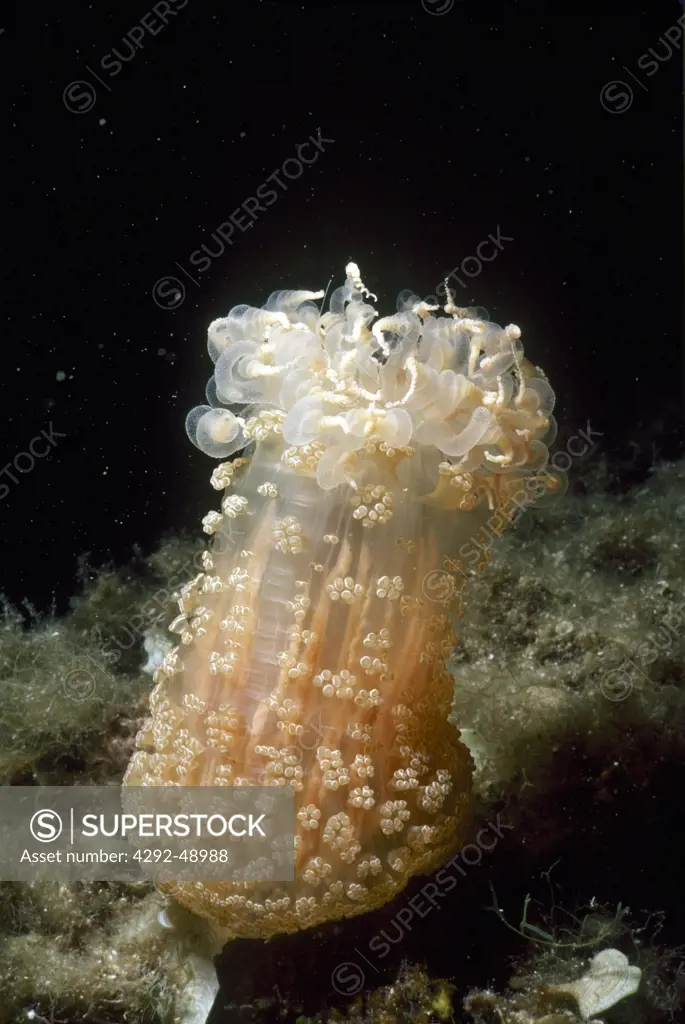 barried anemone ( alicia mirabilis anemones )