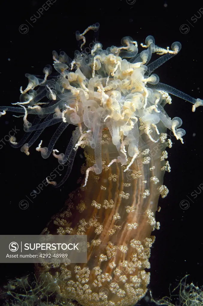 barried anemone ( alicia mirabilis anemones )