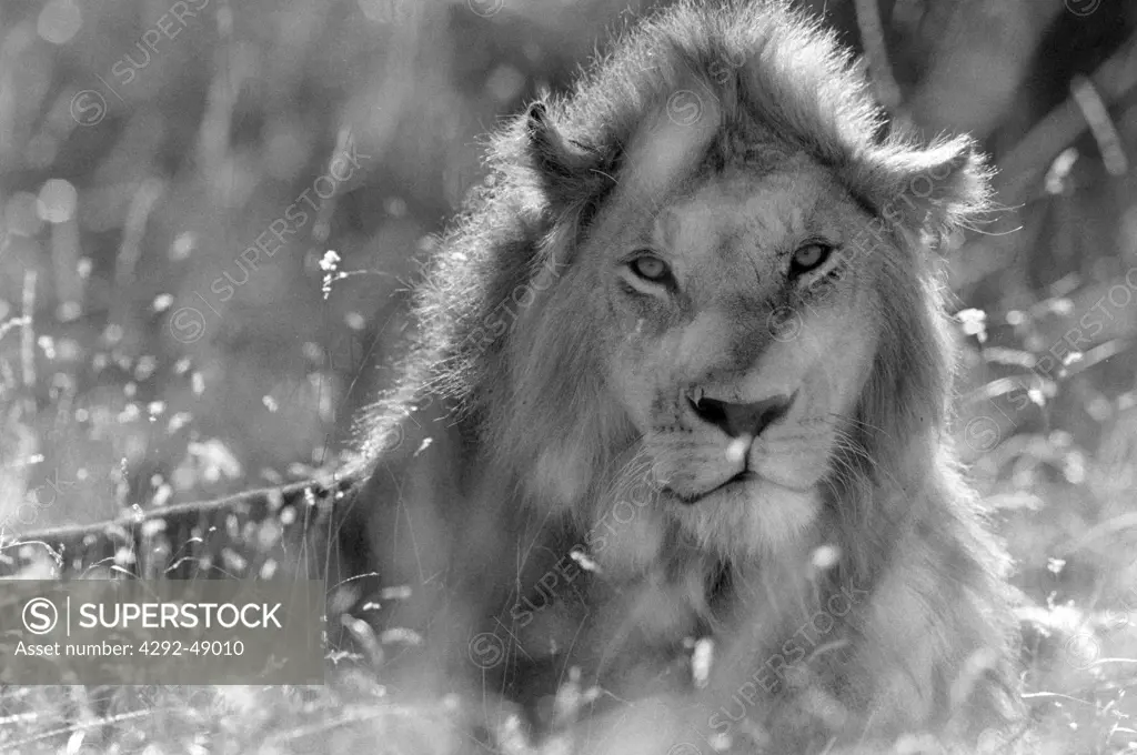 Lion, Serengeti, Tanzania