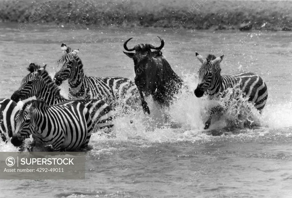 Zebras and gnu, Mara River, Kenya