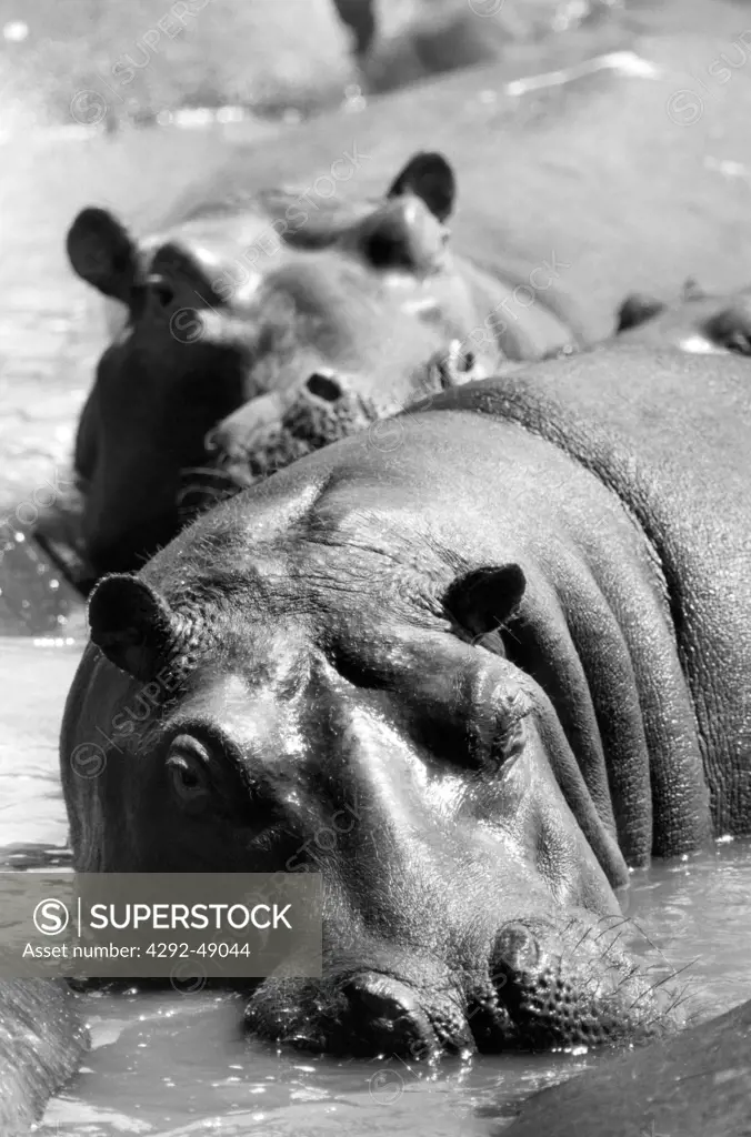 Africa, Hippopotamus fighting(Hippopotamus amphibious)