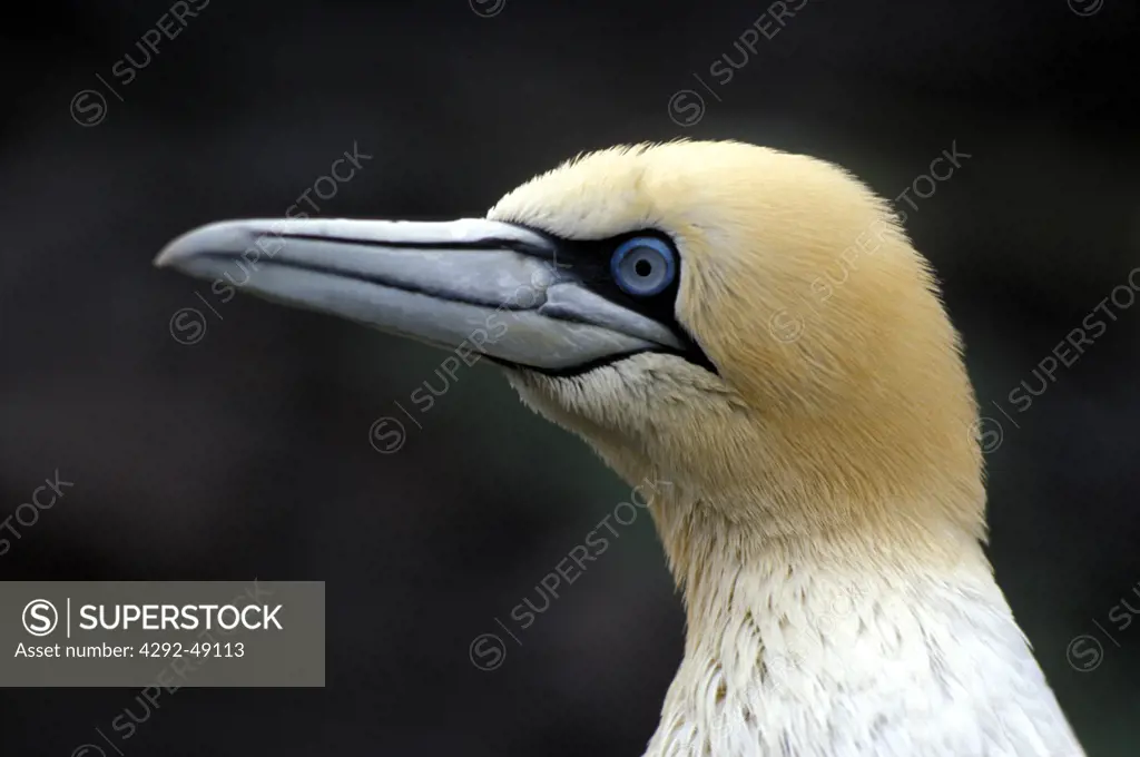 Hillswick-Shetland gannet (Sula capensis)