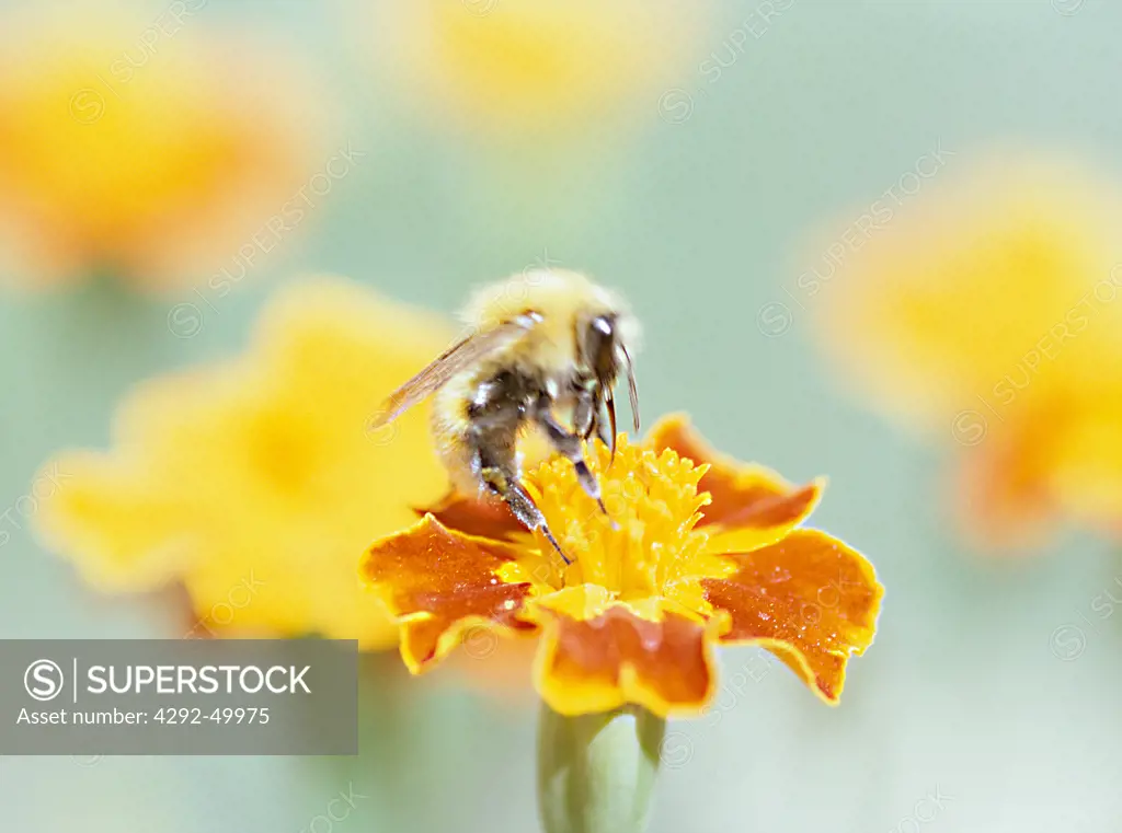 Bee on french marigold flower