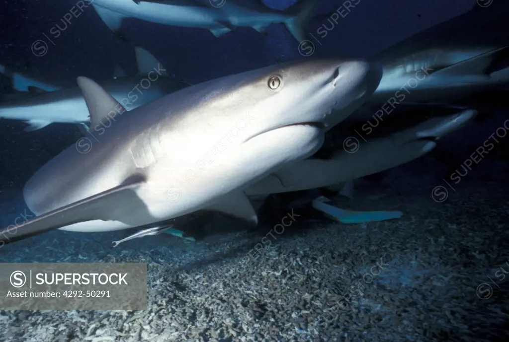 Red Sea, Grey reef shark - Carcharhinus amblyrhyncos