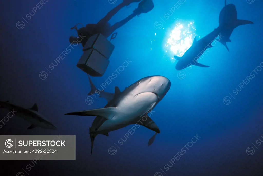 Bahamas, Nassau. Divers feeding sharks