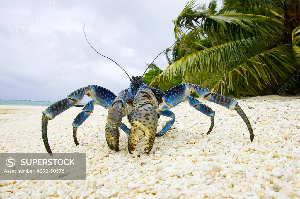 French Polynesia, Bora Bora. Coconut crab