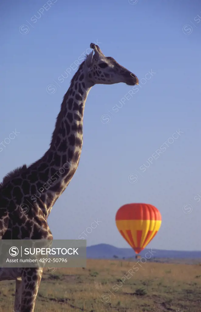 Kenya,Masai Mara giraffe and hot-air-balloon