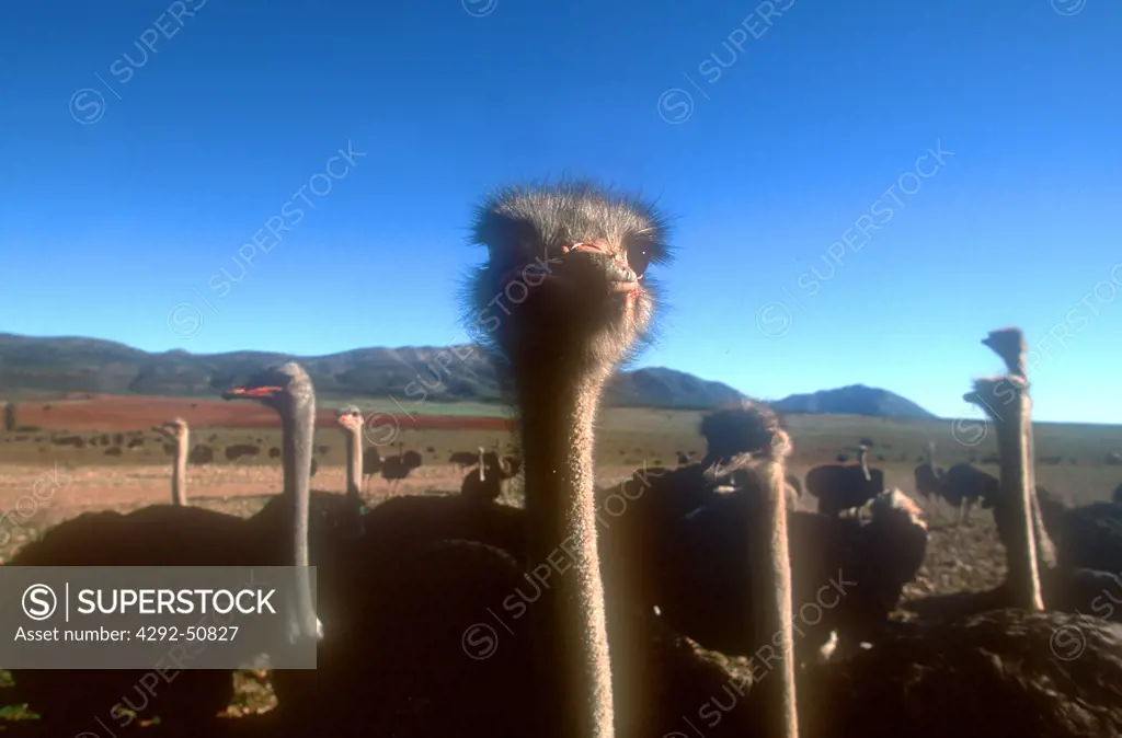 South Africa, ostriches (Struthio camelus) in farm