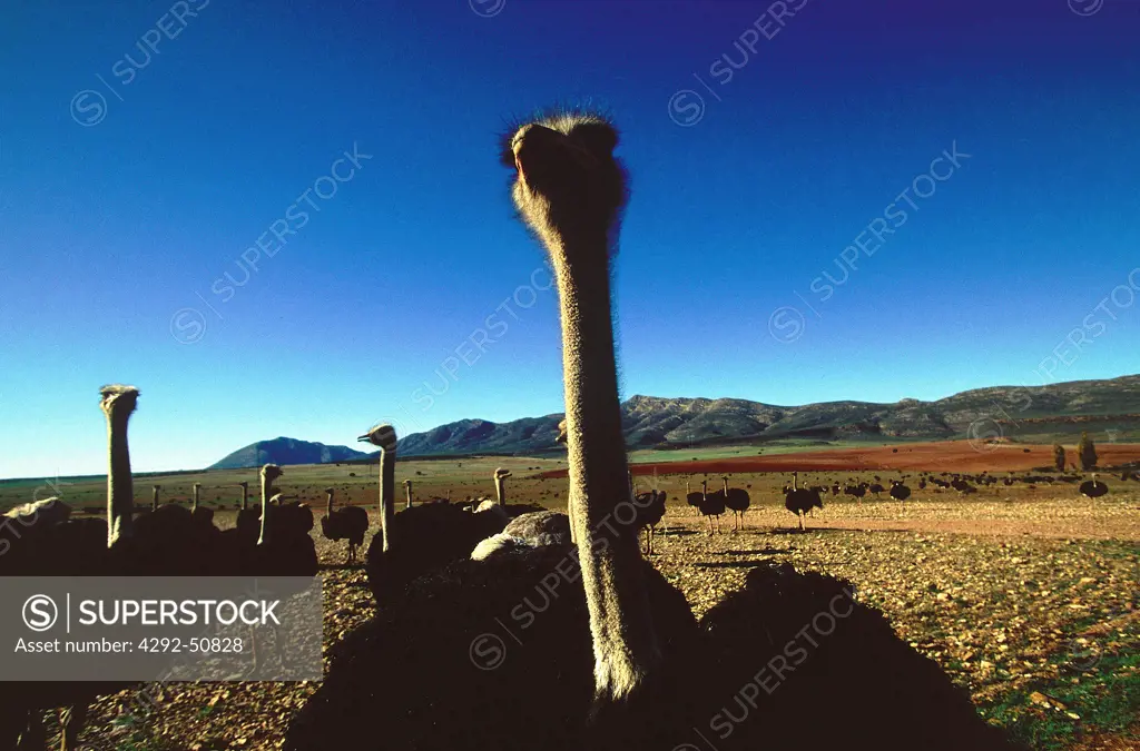 South Africa, ostriches (Struthio camelus) in farm