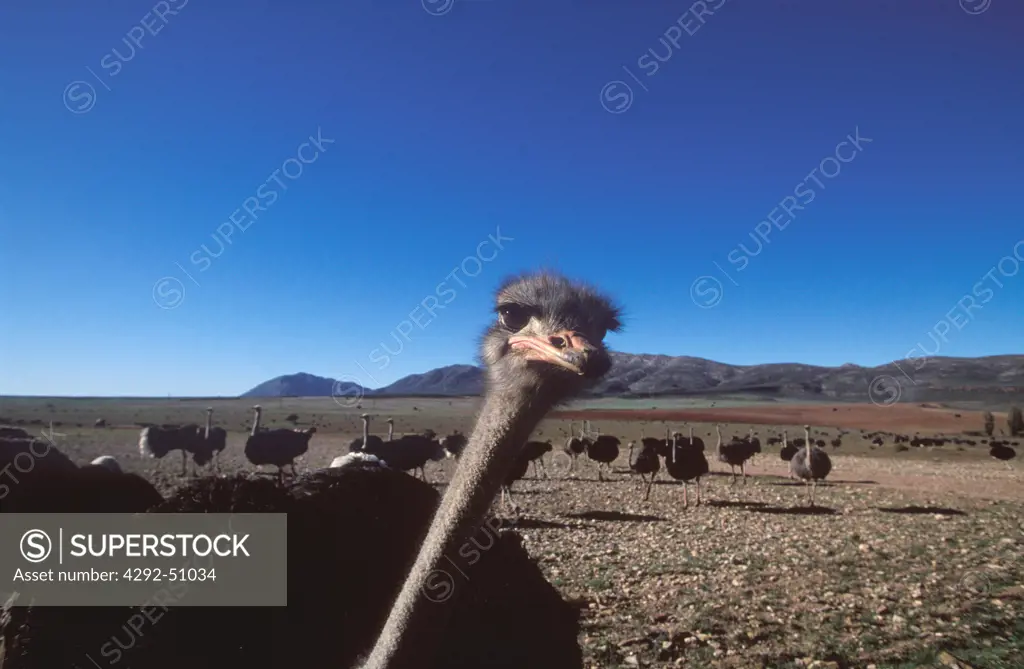 South Africa: ostrichs