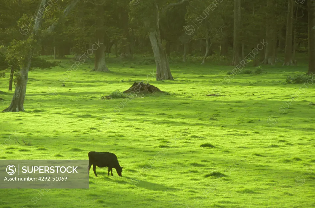 South Pacific, Cow grazing in lush on Norfolk Island