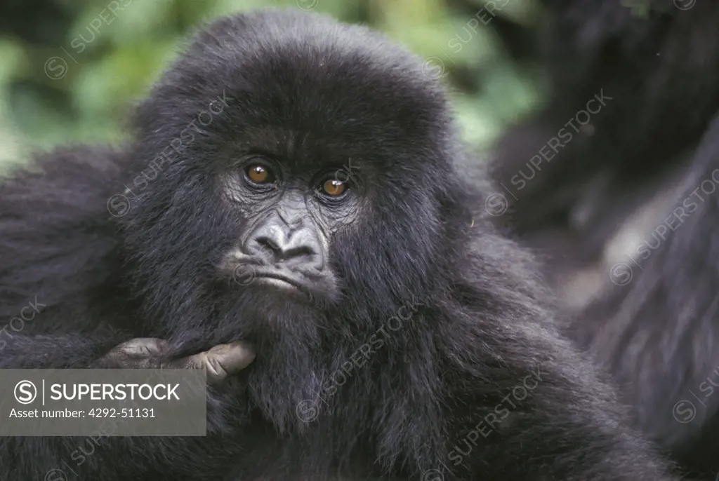Africa, Congo, young mountain gorilla close up