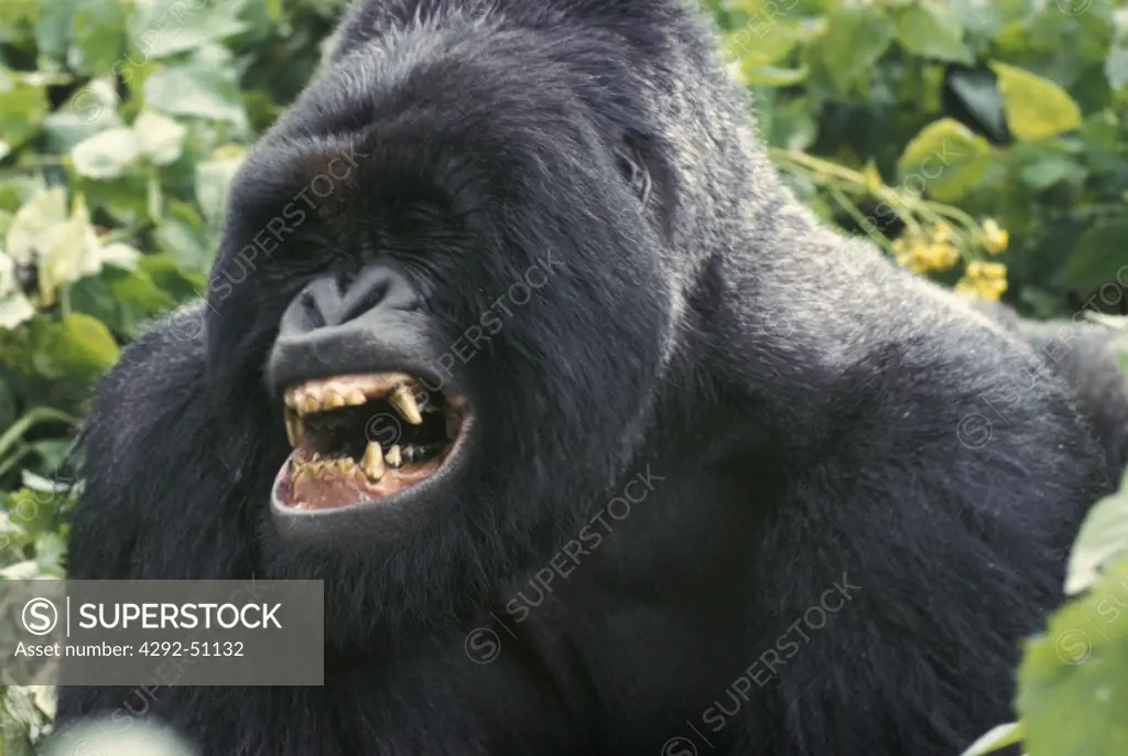 Africa, Congo, Big mountain gorilla close up