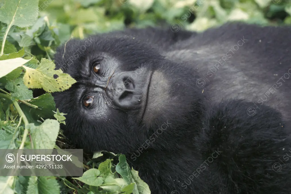 Africa, Congo, mountain gorilla resting