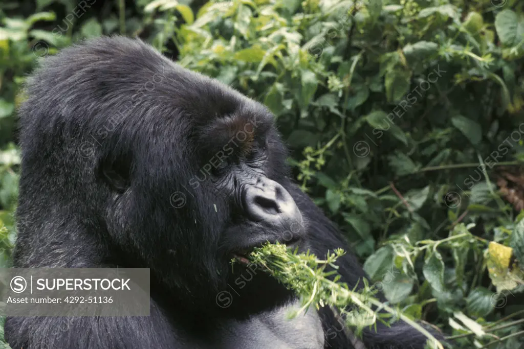 Africa, Congo, Mountain gorilla feeding