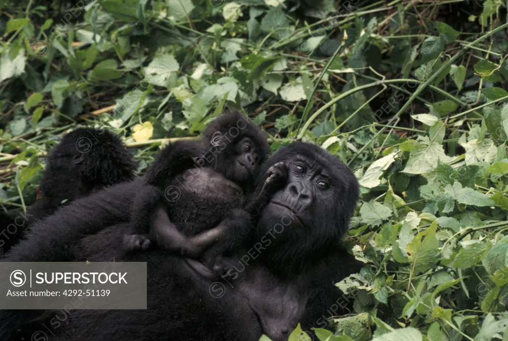 Mountain gorilla resting with baby