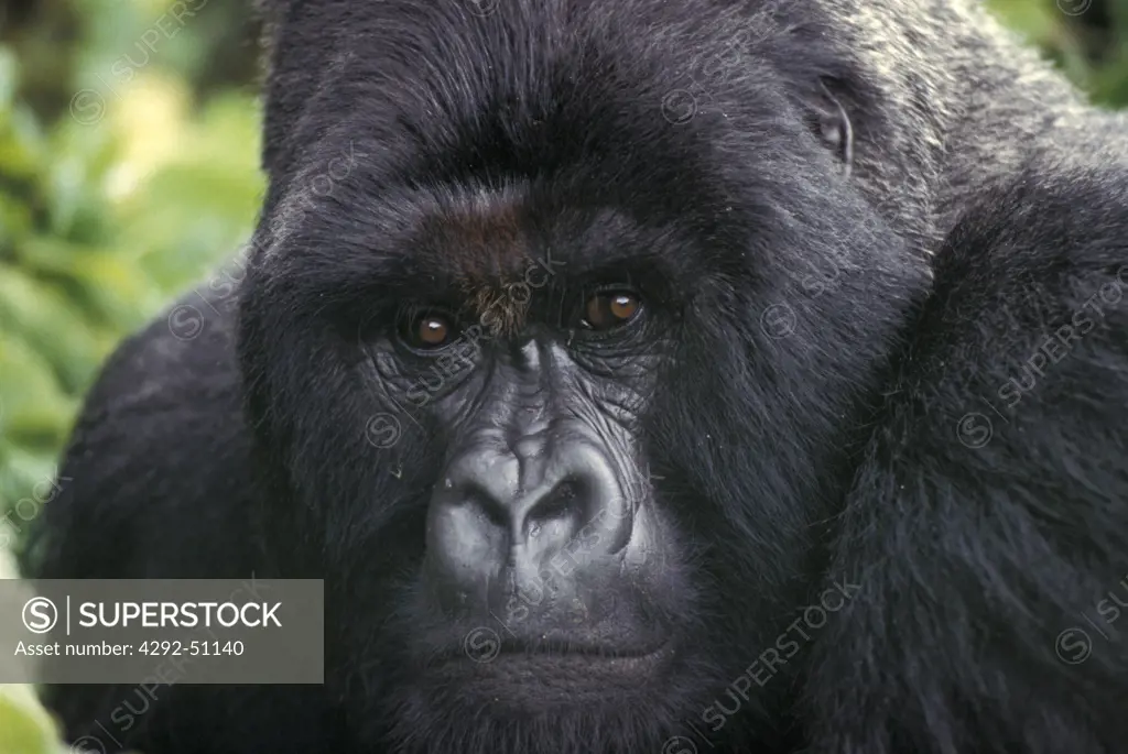 Africa, Congo, Mountain gorilla close up