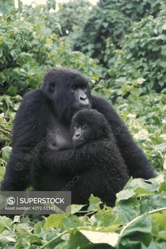 Africa, Congo, Big female mountain gorilla with baby