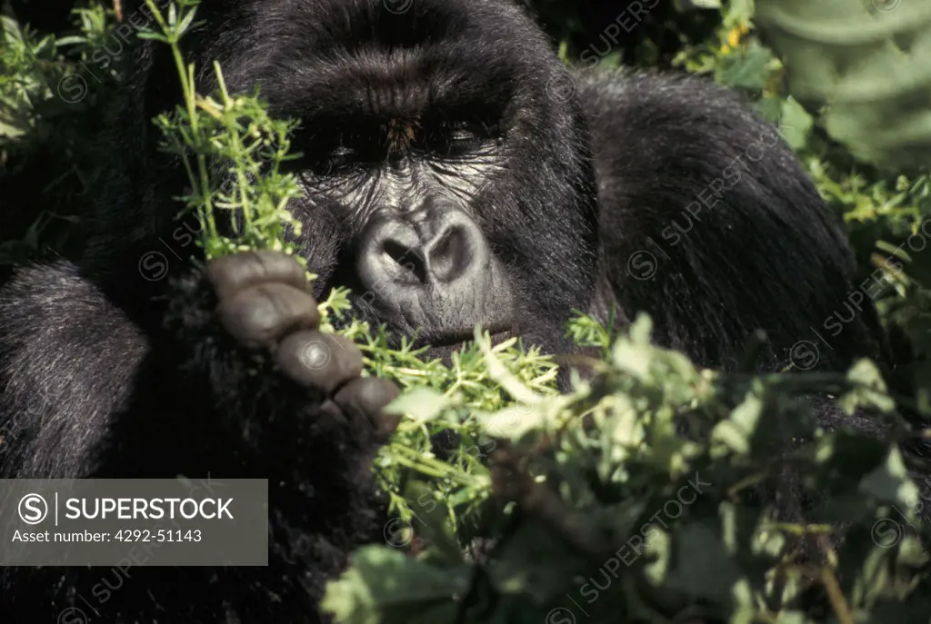 Africa, Congo, Mountain gorilla feeding
