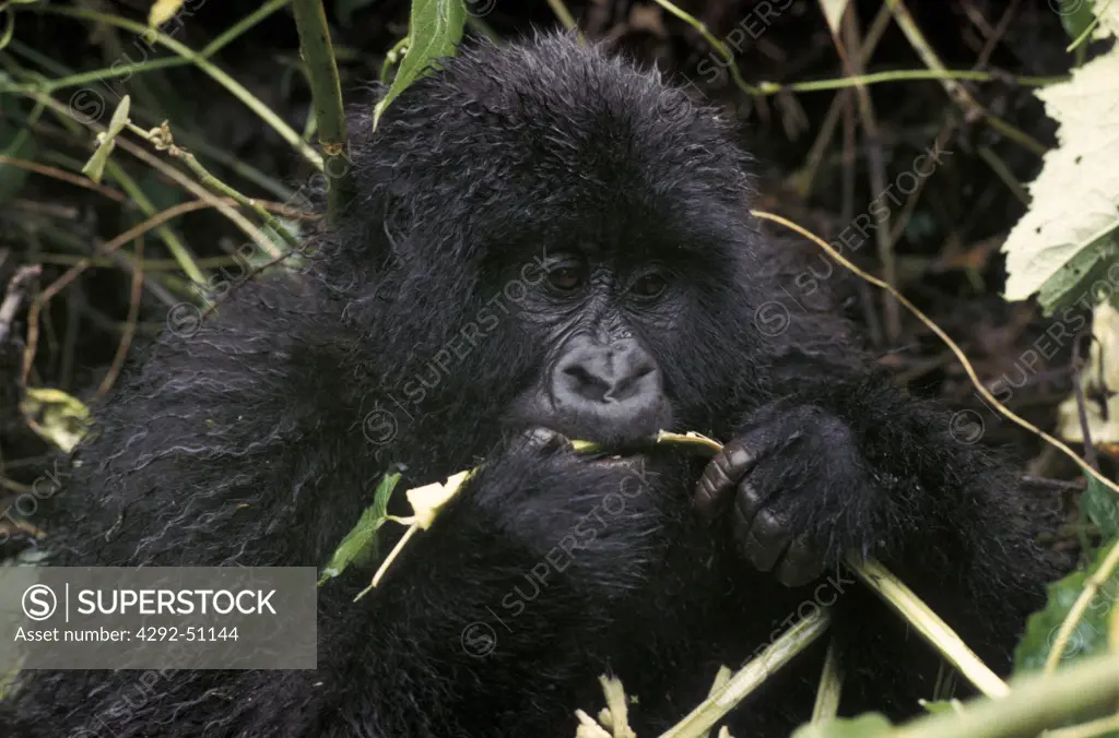 Africa Congo gorilla