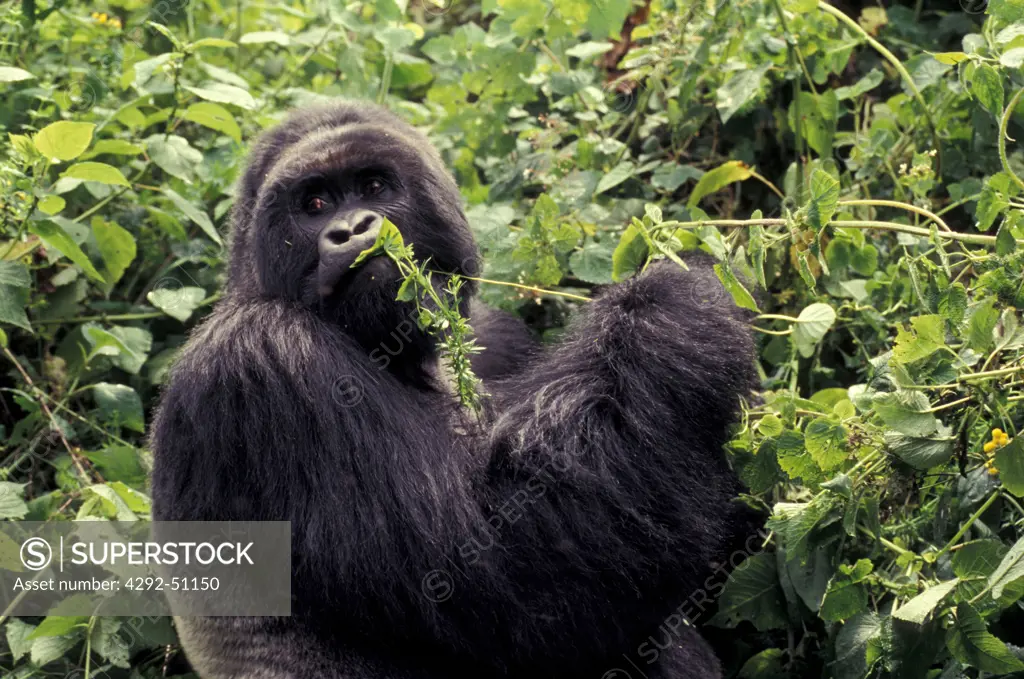 Africa, Congo, Mountain Gorilla