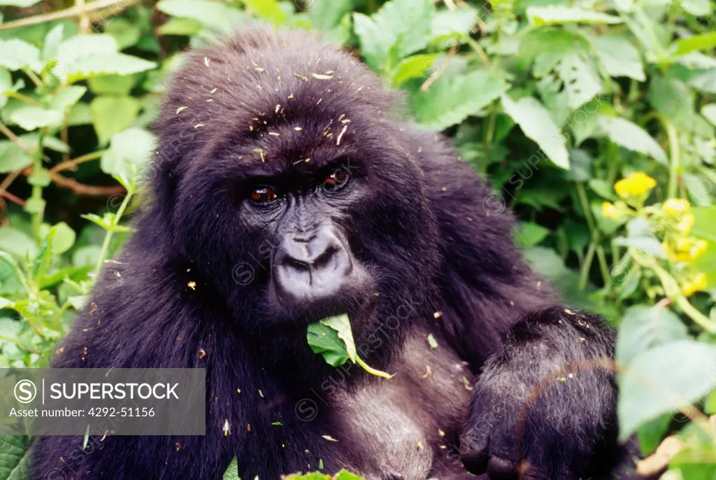 Africa, Zaire. Mountain gorilla