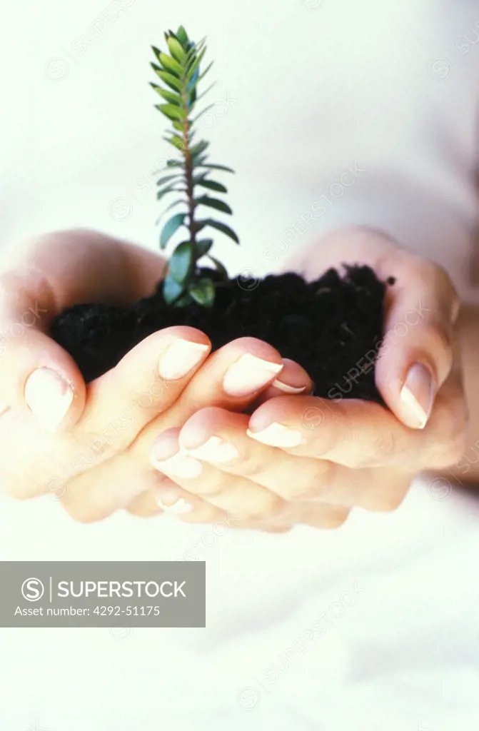 Hands holding plant