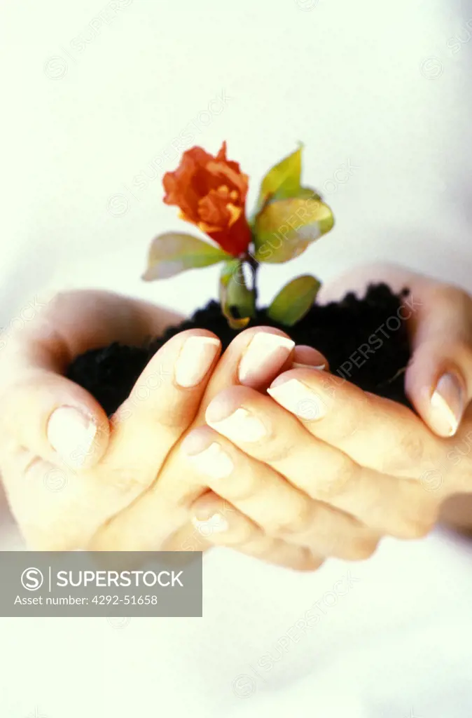 Woman's hands, handful of soil with burgeoning plant, flower