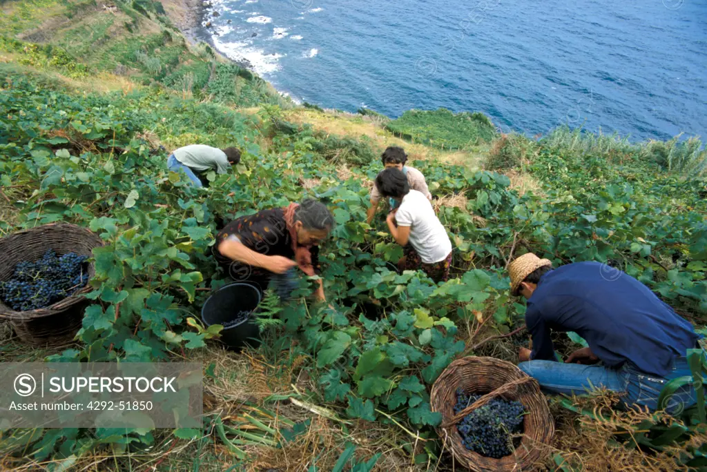 Portugal - Madeira vineyard along the coast of Faial