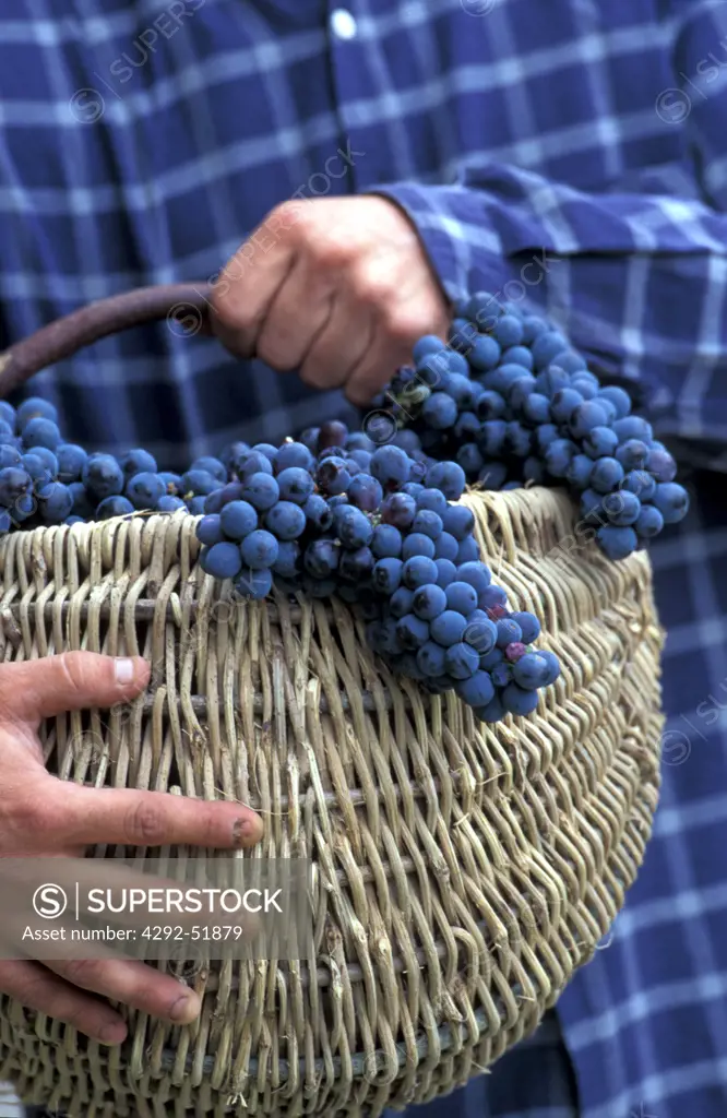 Grapes basket